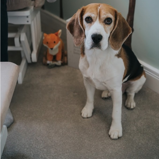 Lola the Beagle sat looking at the camera