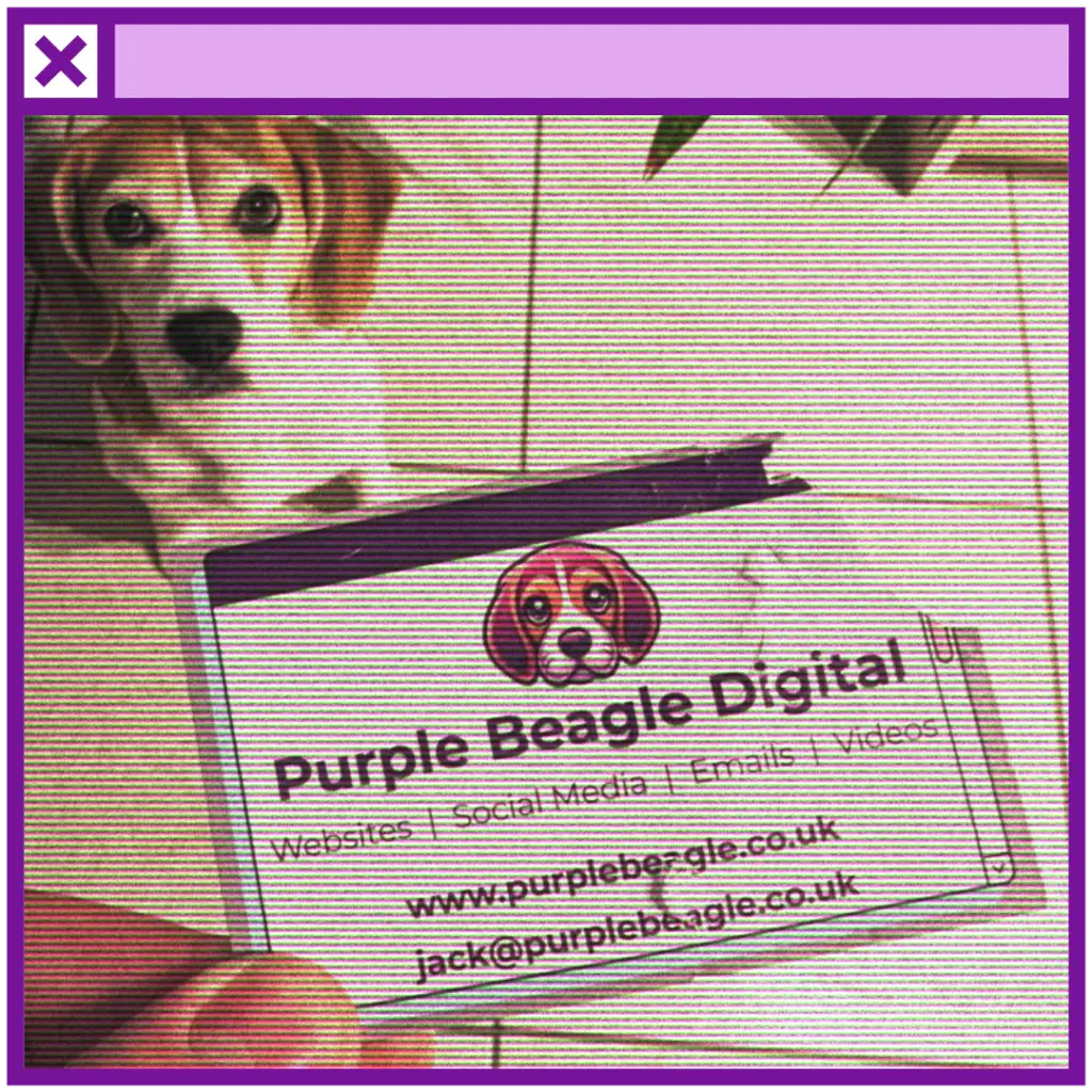 A computer window with the image of Lola the beagle within it. She is sat in the background. In the foreground, a business card for Purple Beagle Digital that she has chewed.