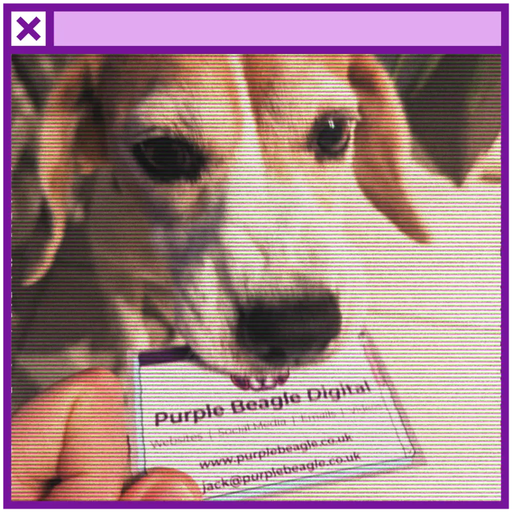 A computer window with an image within it of Lola the beagle eating a business card for Purple Beagle Digital