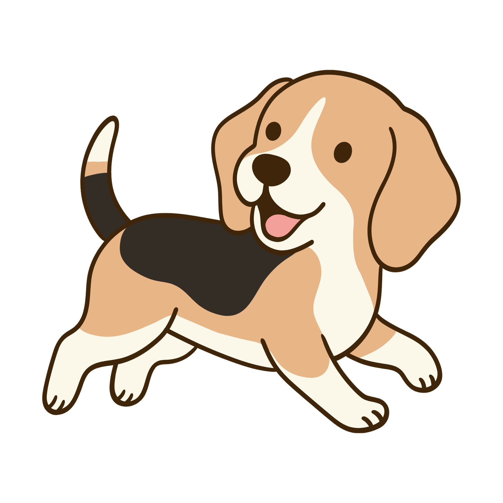 Beagle walking