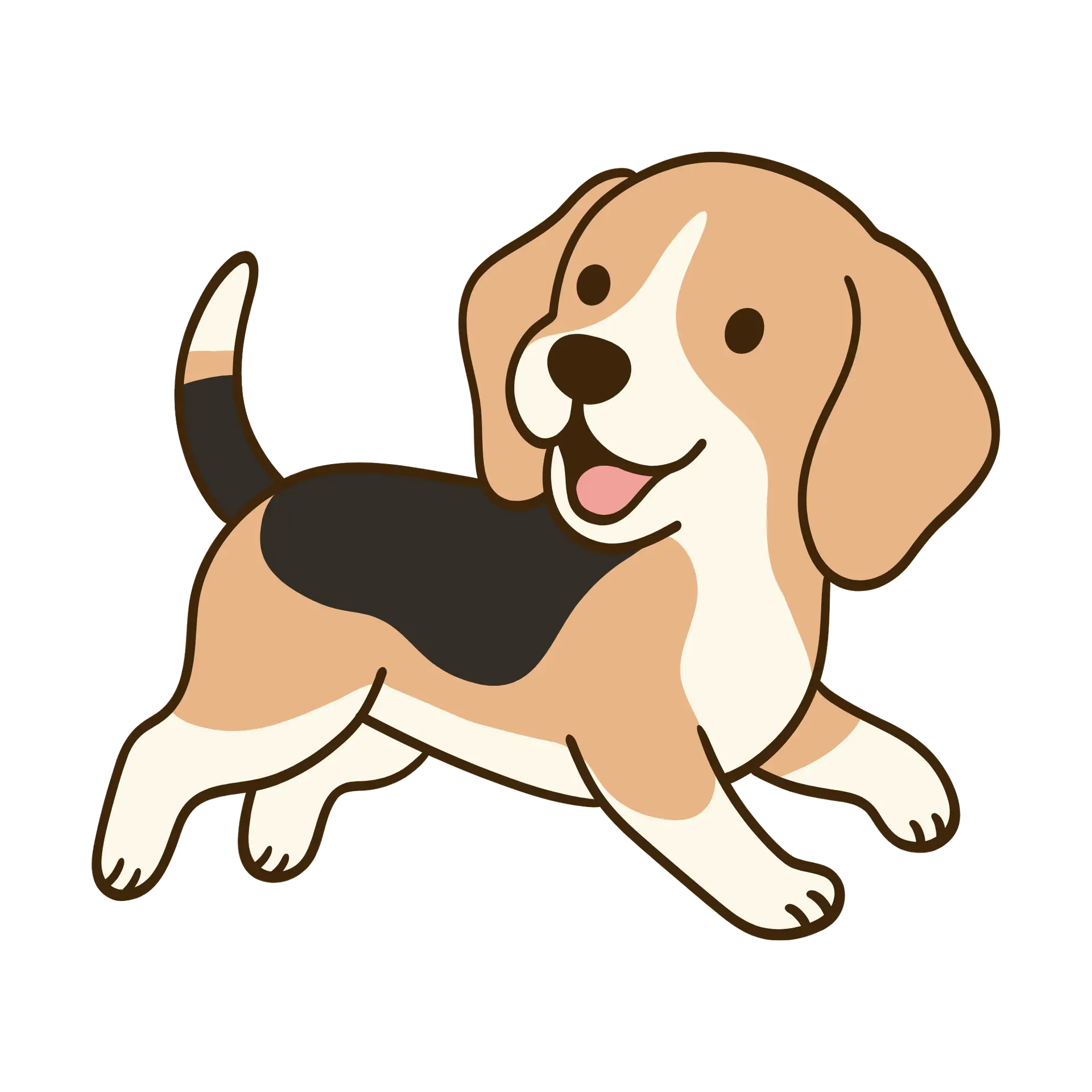 Beagle walking